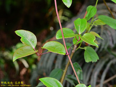 Clematis crassifolia