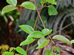 Clematis crassifolia