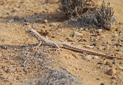 Meroles suborbitalis