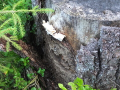 Incrustoporiaceae