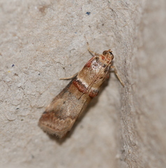 Acrobasis tumidana