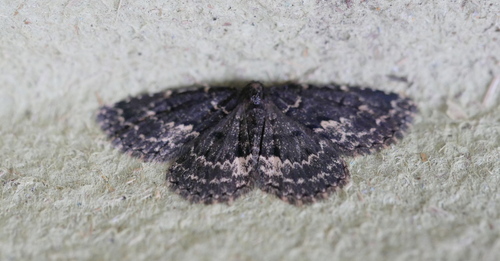 Waved Black, Ede, Gelderland, Netherlands, photo 10 of 10