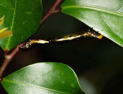 Catoria sublavaria
