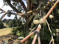 Eucalyptus glaucescens