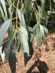 Eucalyptus glaucescens