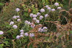 Iberis procumbens