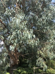 Eucalyptus glaucescens