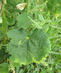 Pavonia senegalensis