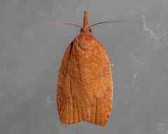 Cenopis diluticostana