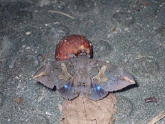 Ischyja ferrifracta