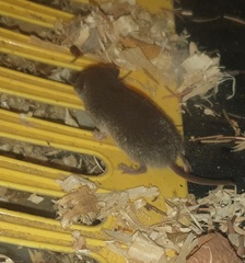 Crocidura russula