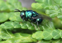 Euperilampus triangularis