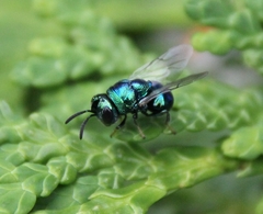 Euperilampus triangularis