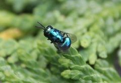 Euperilampus triangularis