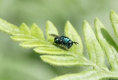 Euperilampus triangularis