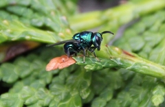 Euperilampus triangularis