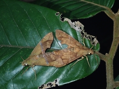 Angonyx testacea
