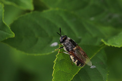 Stratiomys singularior