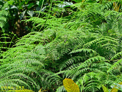 Dennstaedtia scandens