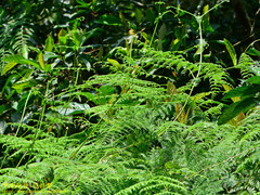Dennstaedtia scandens