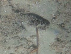 Echinodermata