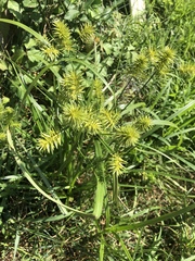 Cyperus cyperoides