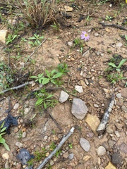 Cosmos parviflorus