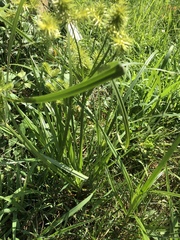 Cyperus cyperoides