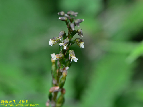 Zeuxine boninensis iNat (1)