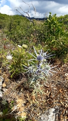 Eryngium amethystinum