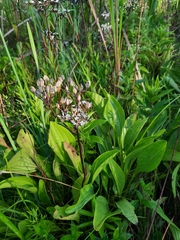Arnoglossum plantagineum