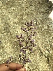 Limonium caspium