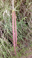 Muhlenbergia rigida