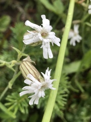Silene parryi