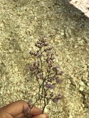 Limonium caspium