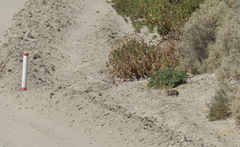 Microcavia australis