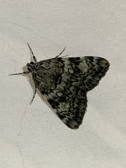 Catocala lineella