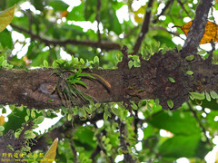 Oberonia arisanensis