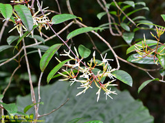 Anodendron benthamiana