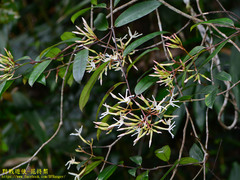 Anodendron benthamiana