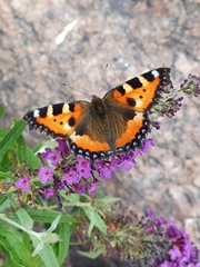 Aglais urticae