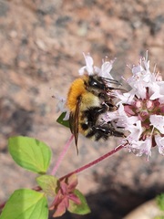 Bombus schrencki