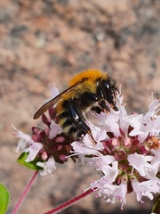 Bombus schrencki