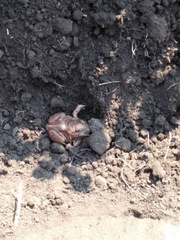 Pelobates vespertinus