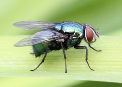 Lucilia ampullacea