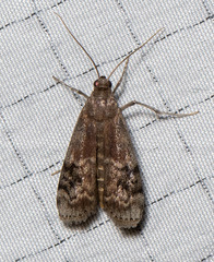 Euzophera ostricolorella