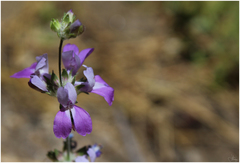 Collinsia concolor