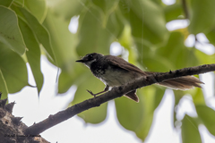 Rhipidura albogularis