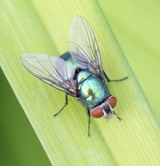 Lucilia ampullacea