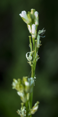 Turritis glabra